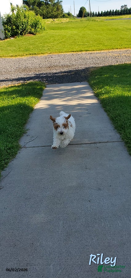 Toy Poodle dogs for sale: Riley - Ad 8