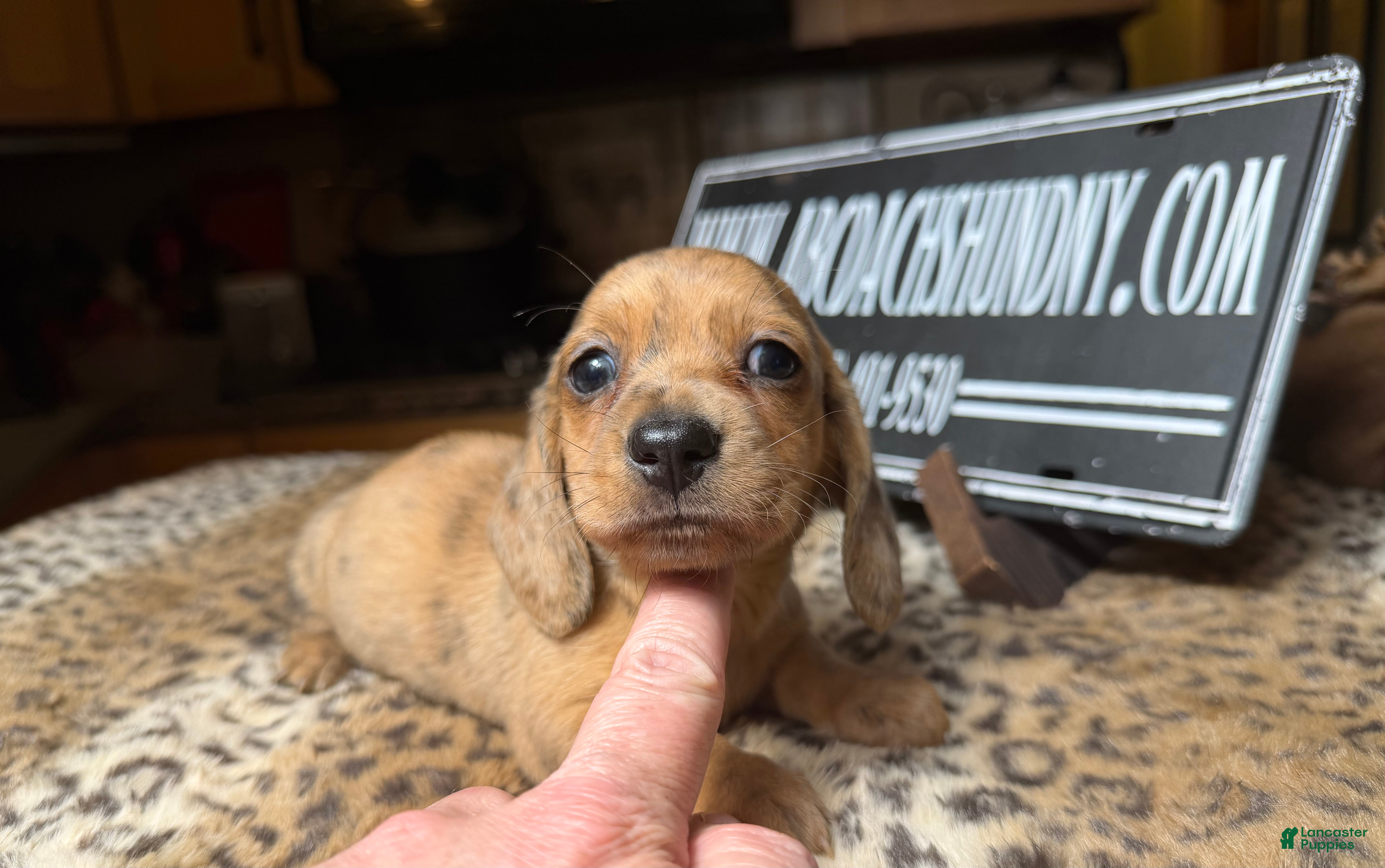 Miniature Dachshund dogs Smooth red brindle - Ad 38