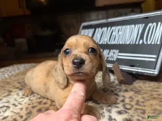 Miniature Dachshund dogs Smooth red brindle - Ad 38