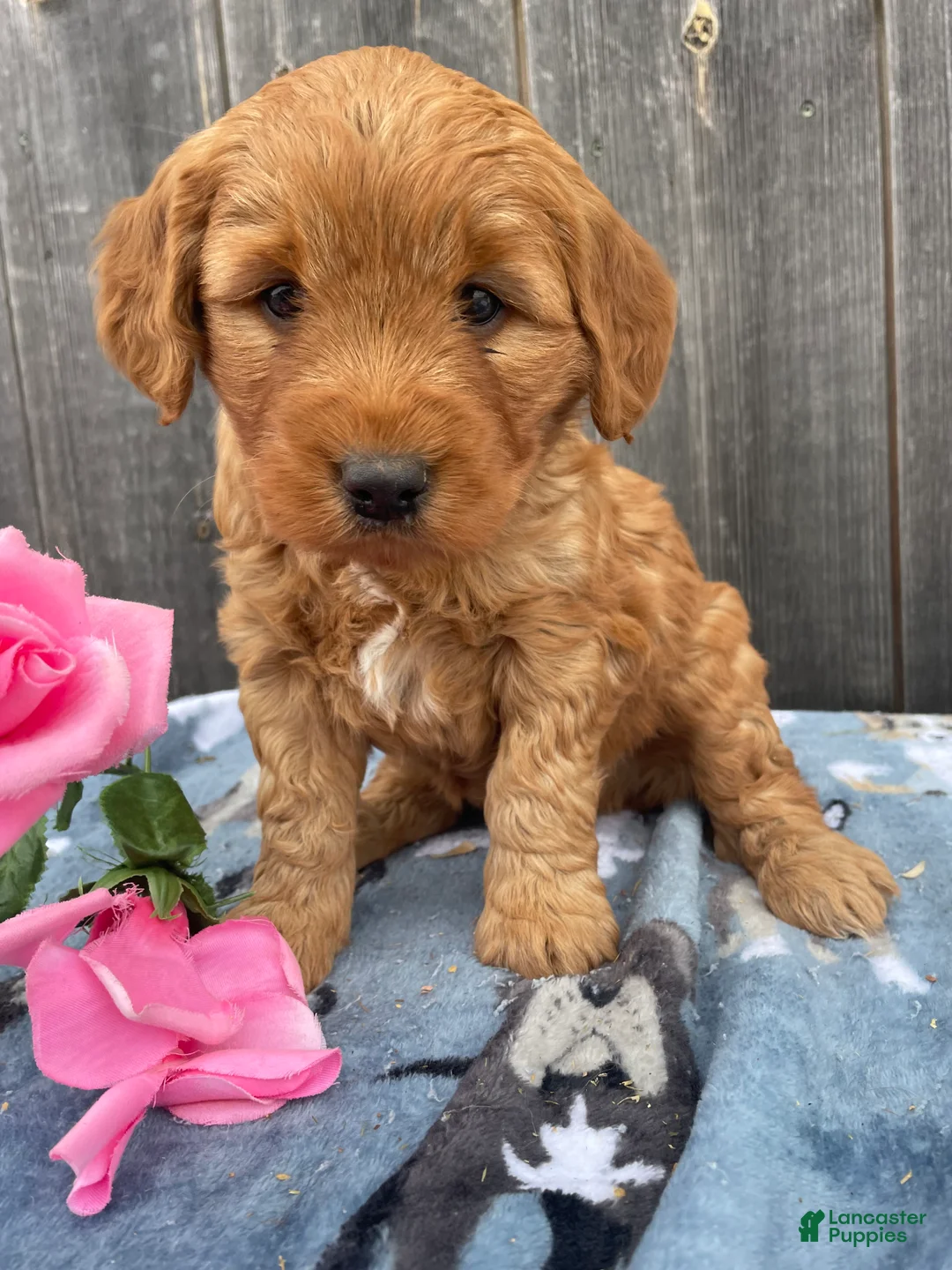 Mini Goldendoodle dogs for sale: Rusty - Ad 4