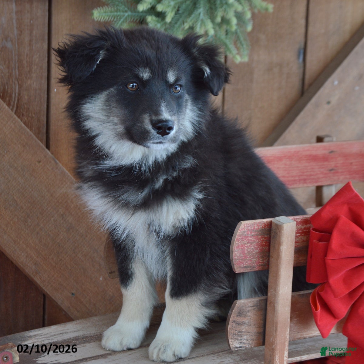 Mixed Breed dogs Rosette - Ad 24