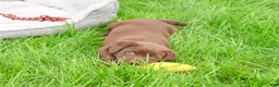 Labrador Retriever dogs for sale: Joel  - Ad 1