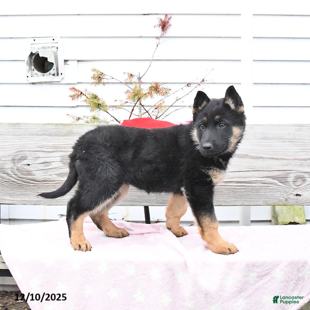 German Shepherd dogs for sale: Zesty - Ad 2