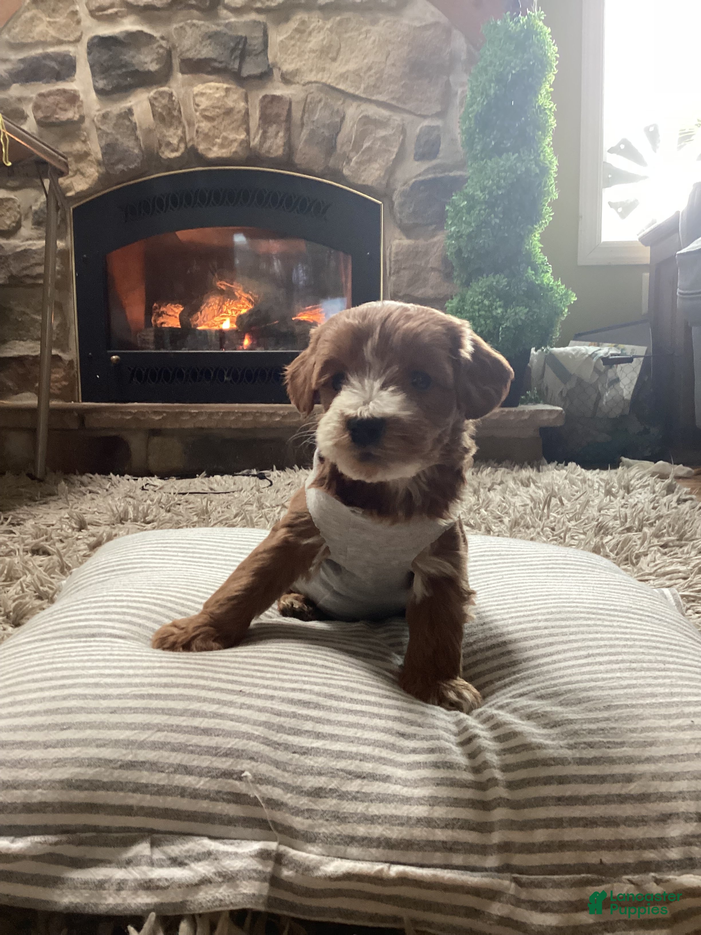 Mini Goldendoodle dogs for sale: Brody - Ad 2