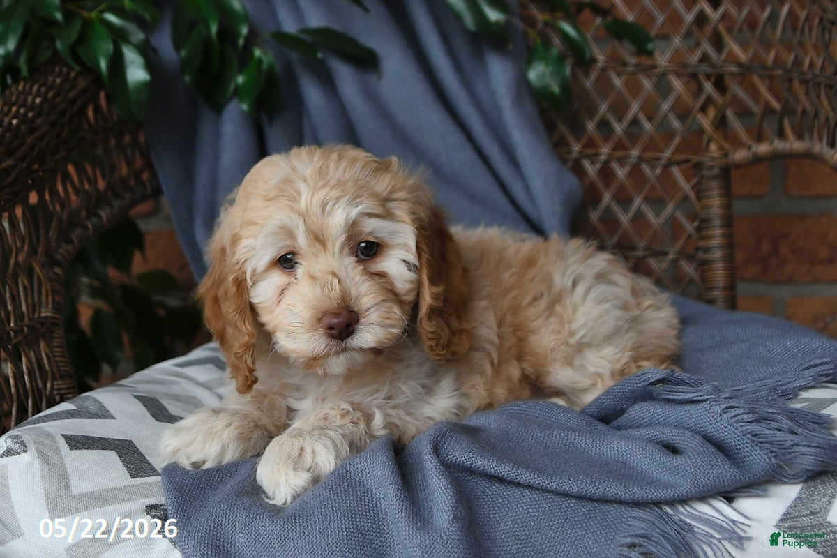 Cockapoo dogs Honey - Ad 1