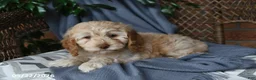 Cockapoo dogs for sale: Honey - Ad 1