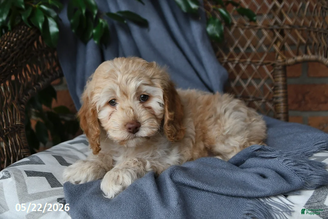 Cockapoo dogs for sale: Honey - Ad 1