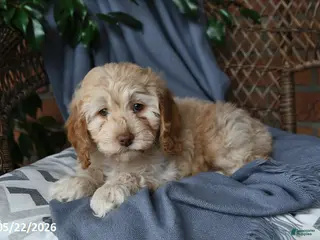 Cockapoo dogs for sale: Honey - Ad 2