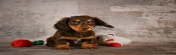 Miniature Dachshund dogs for sale: Sophie - Ad 8