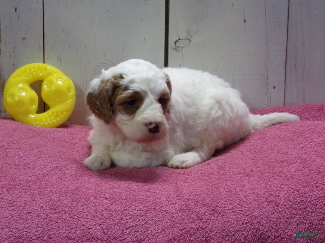 Goldendoodle dogs for sale: Harriet - Ad 3