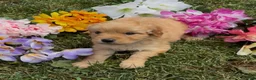 Mini Goldendoodle dogs for sale: Star - Ad 2