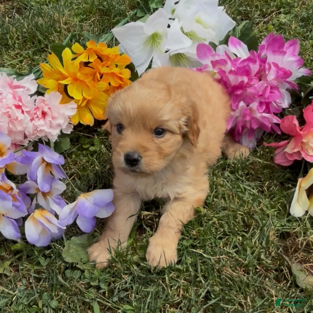 Mini Goldendoodle dogs for sale: Star - Ad 2