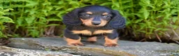 Miniature Dachshund dogs for sale: Rosie - Ad 3