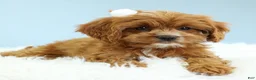 Cavapoo dogs for sale: Toffee 🧁 - Ad 11