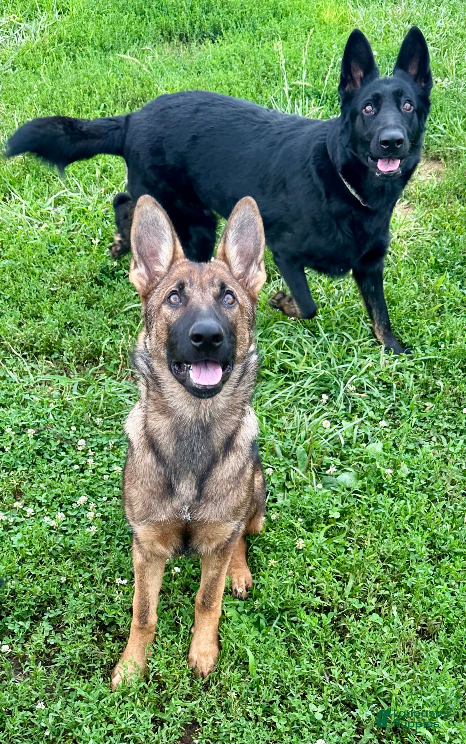 German Shepherd Puppies for sale Lancaster Puppies