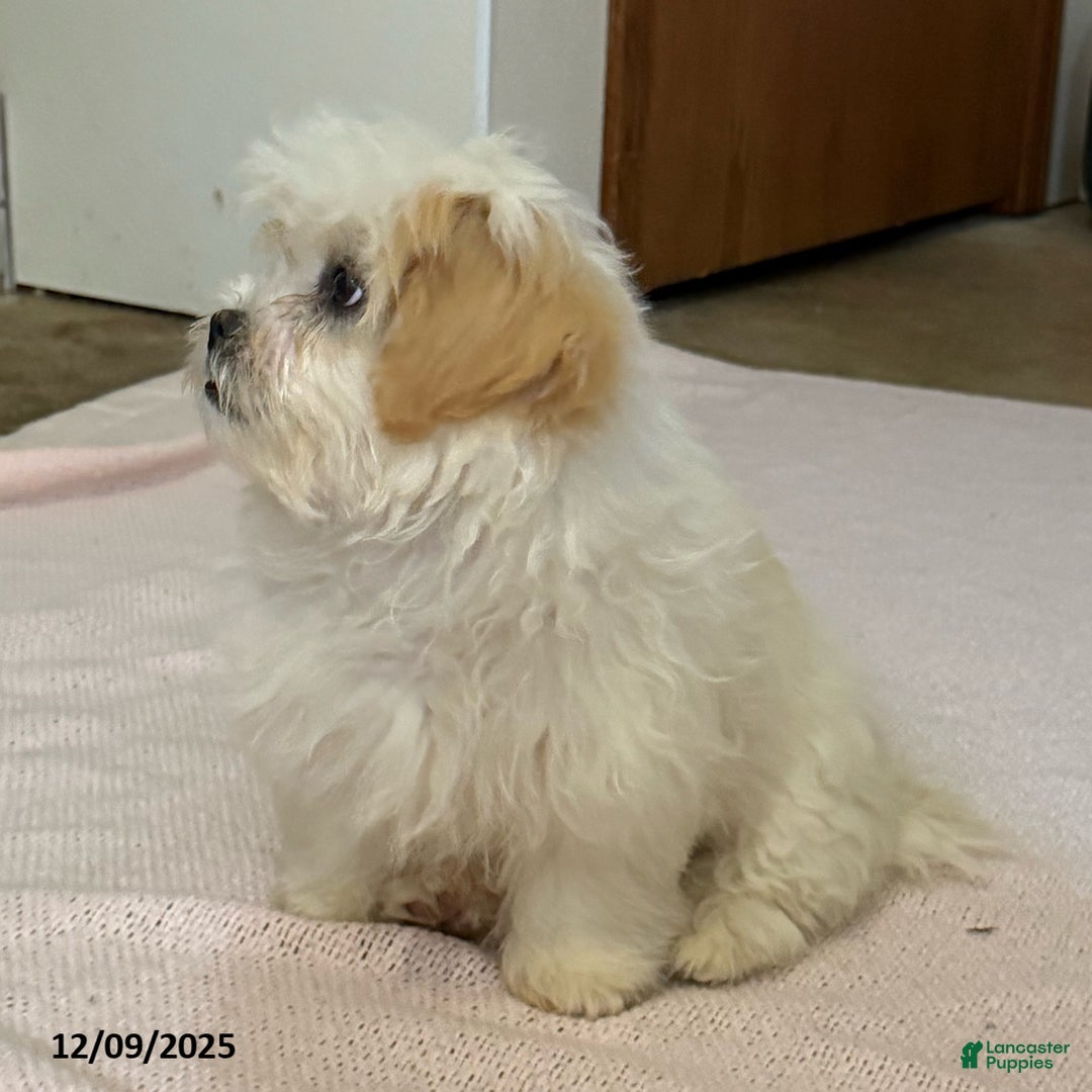 Teddy Bear dogs for sale: Cindy - Ad 4