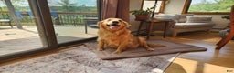 Golden Retriever dogs for sale: Golden Retriever Puppy 1 - Ad 1