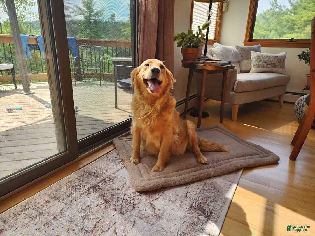 Golden Retriever dogs for sale: Golden Retriever Puppy 1 - Ad 1