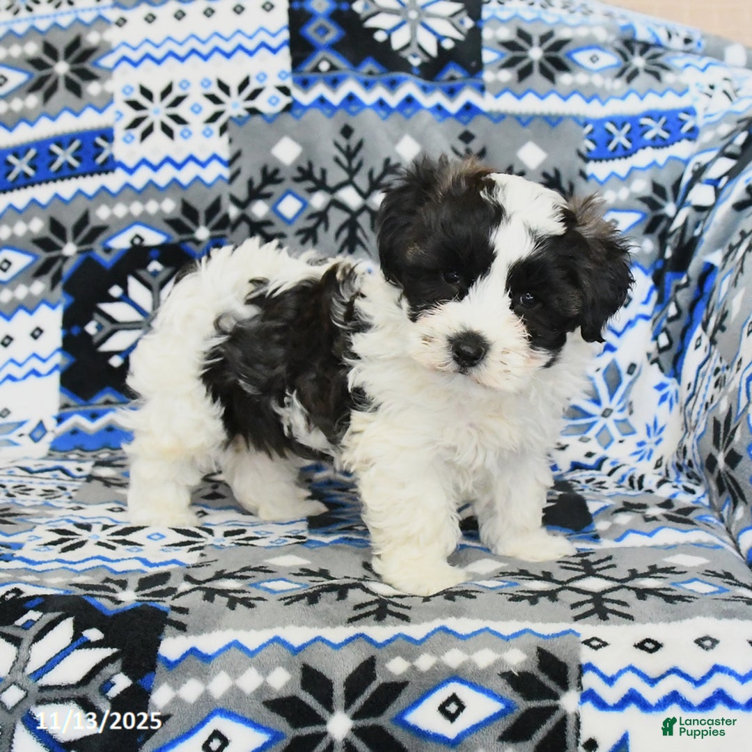 Cavachon dogs for sale: Lexy - Ad 2