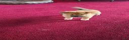 Shiba Inu dogs for sale: Fawn Male - Ad 17
