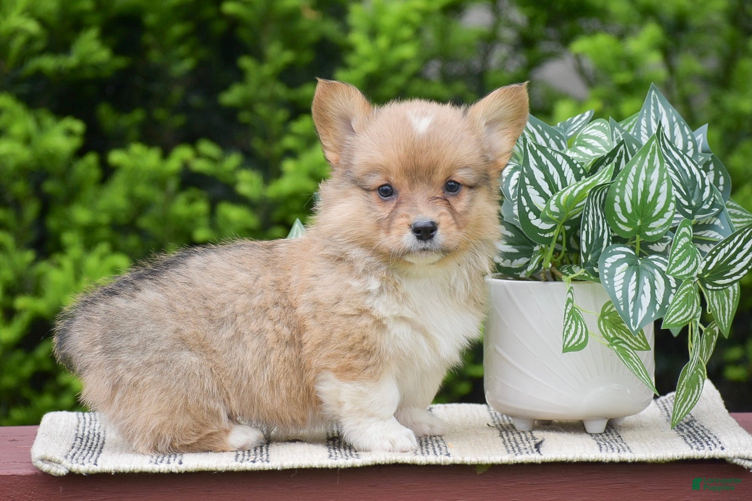 Welsh Corgi Pembroke dogs Fargo - Ad 2