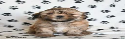 Shihpoo dogs for sale: Darby - Ad 4