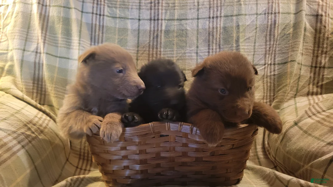 German Shepherd dogs for sale: German Shepherd Puppy 6 - Ad 1