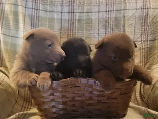 German Shepherd dogs German Shepherd Puppy 6 - Ad 11