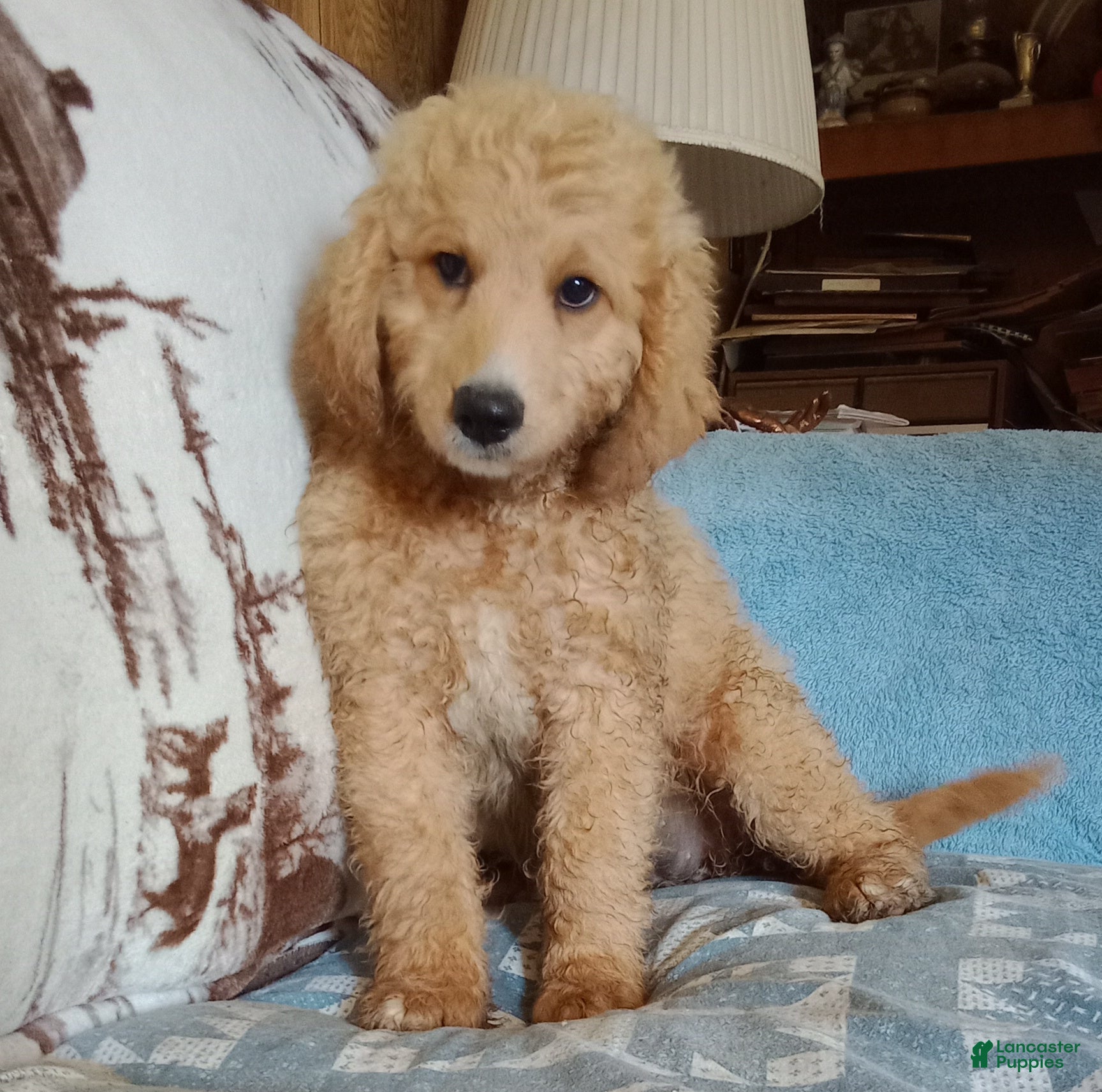Standard Poodle dogs Kate - Ad 40