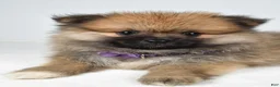 Pomeranian dogs for sale: Frisky - Ad 3