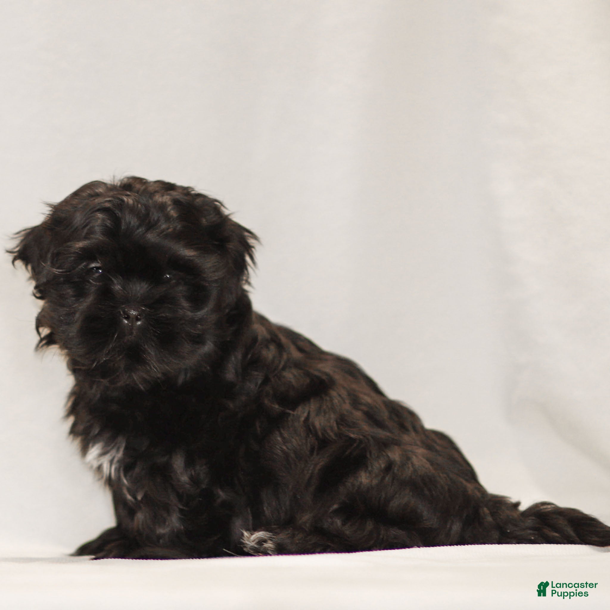 Teddy Bear dogs Louie - Ad 2