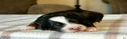 Mixed Breed dogs for sale: Tricolor Micro Bernedoodle - Ad 8