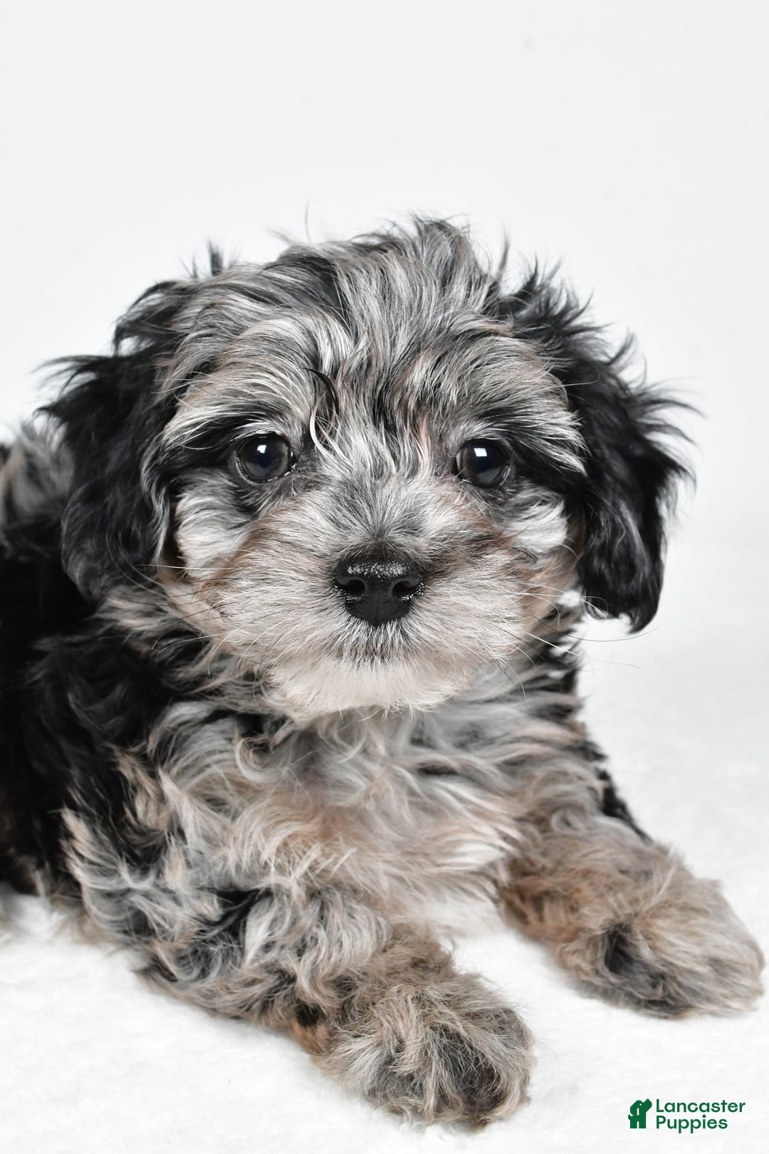 Yorkiepoo dogs for sale: Jingle - Ad 11