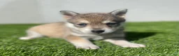 Alaskan Klee Kai dogs for sale: Rhaena - Ad 6