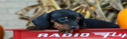 Miniature Dachshund dogs for sale: Zeke🐾 - Ad 15