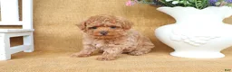Toy Poodle dogs for sale: Parker - Ad 5