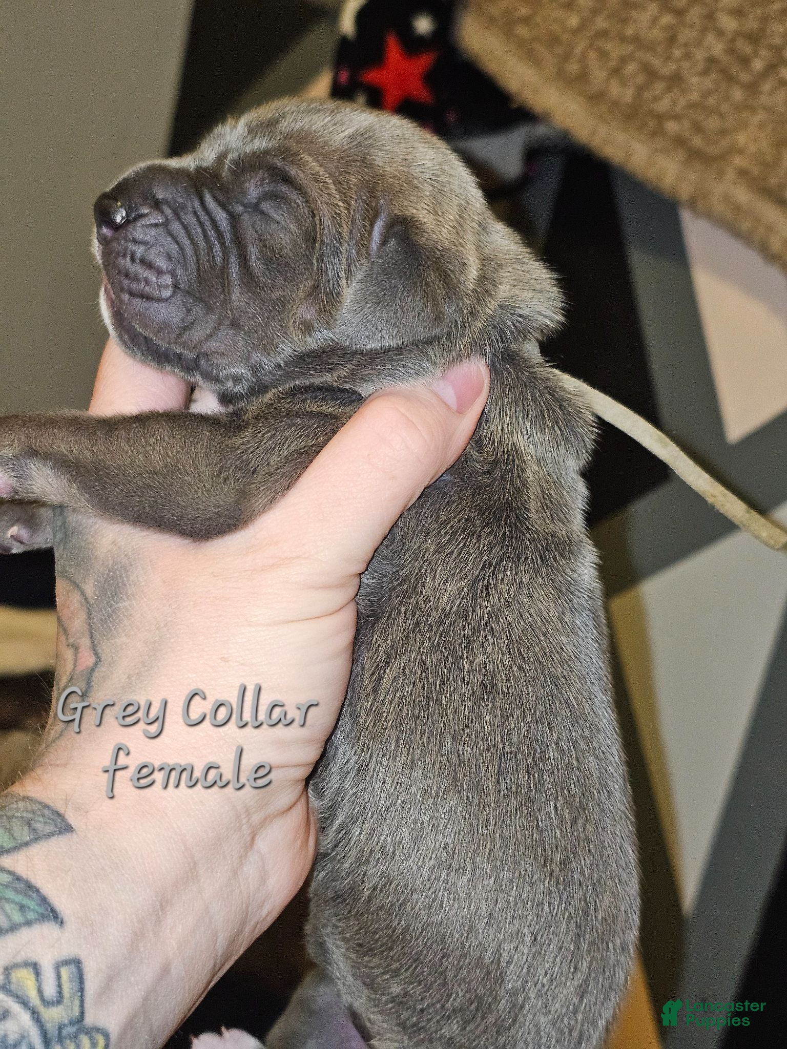 Great Dane dogs Grey collar - Ad 18