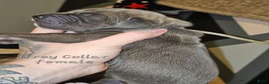 Grey collar
