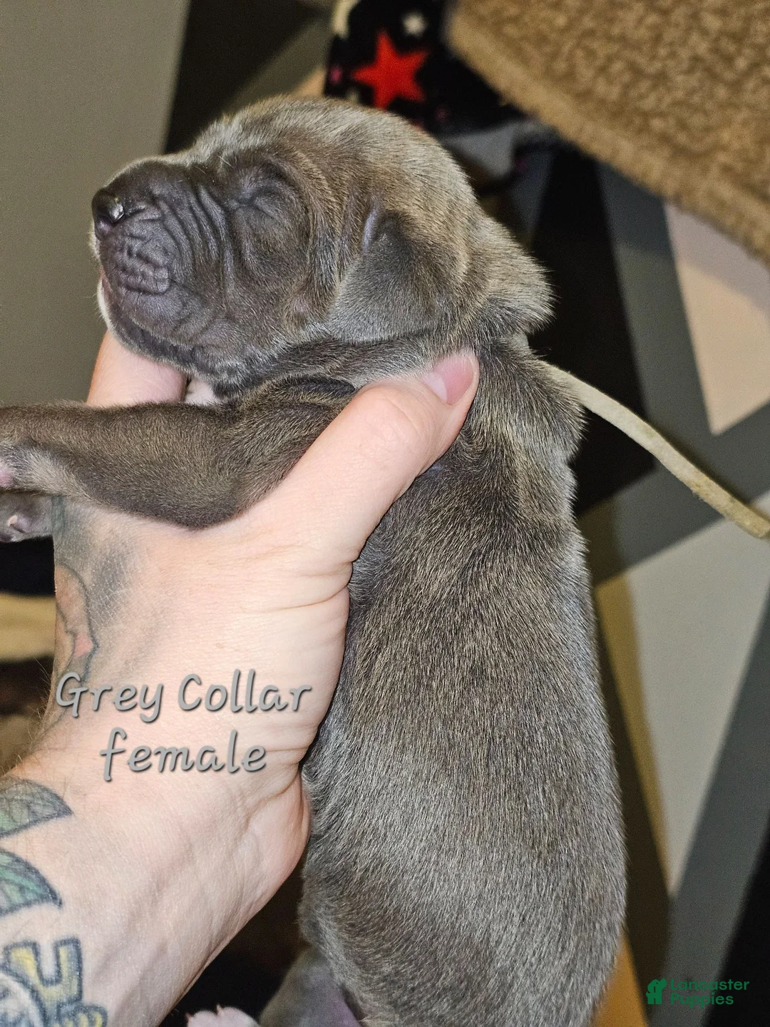 Great Dane dogs for sale: Grey collar - Ad 1