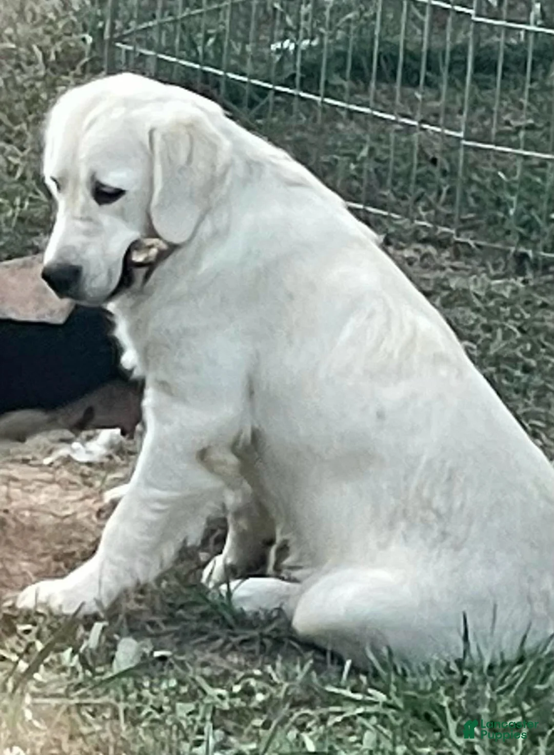 Golden Retriever dogs for sale: Golden Retriever 4 - Ad 3