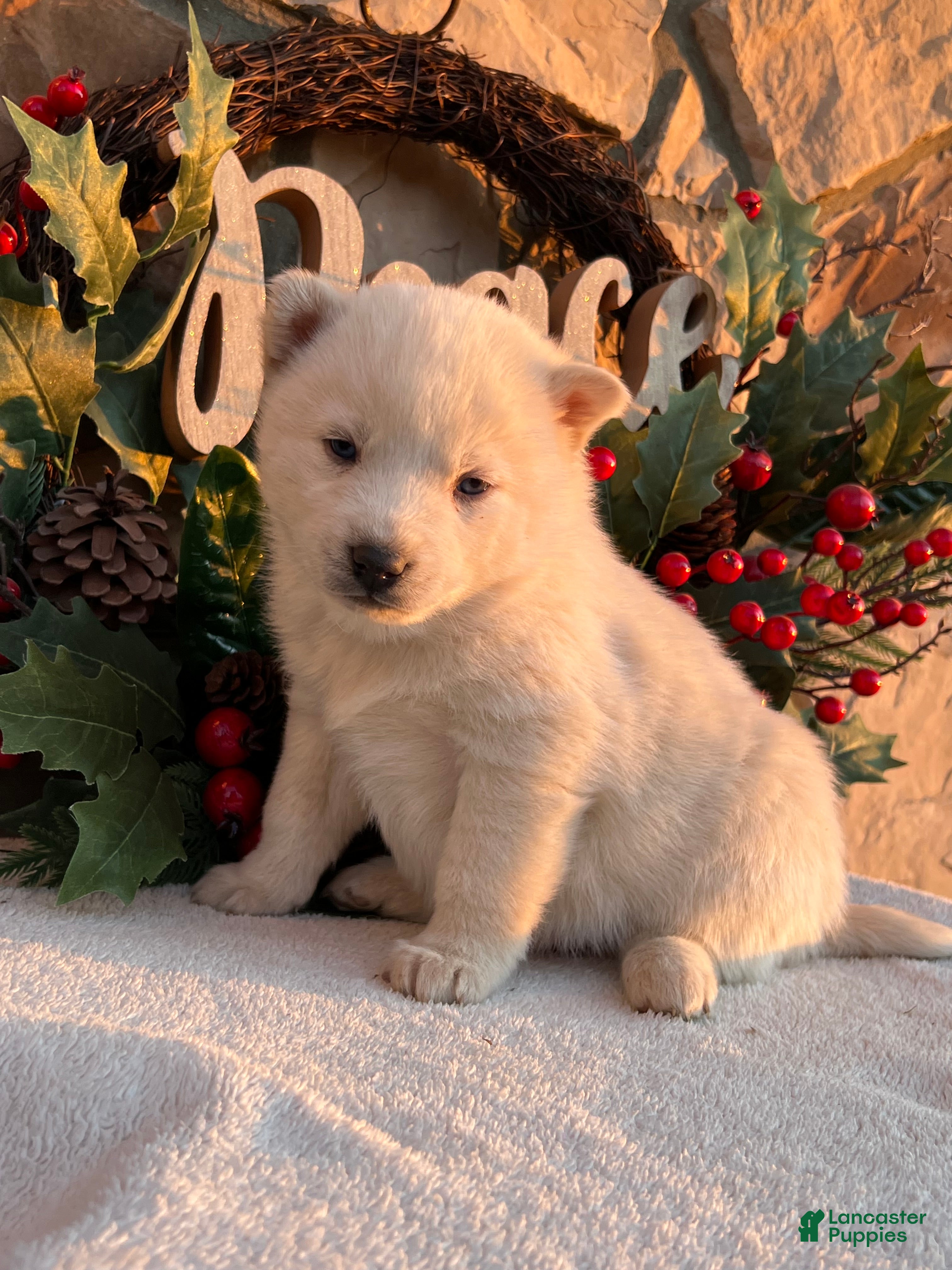 Pomsky dogs Frosty - Ad 14