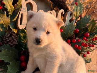 Pomsky dogs Frosty - Ad 5