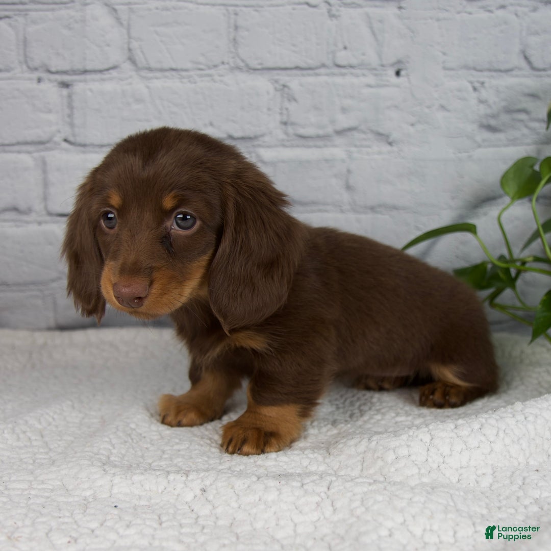 Miniature Dachshund dogs for sale: Dolly - Ad 6