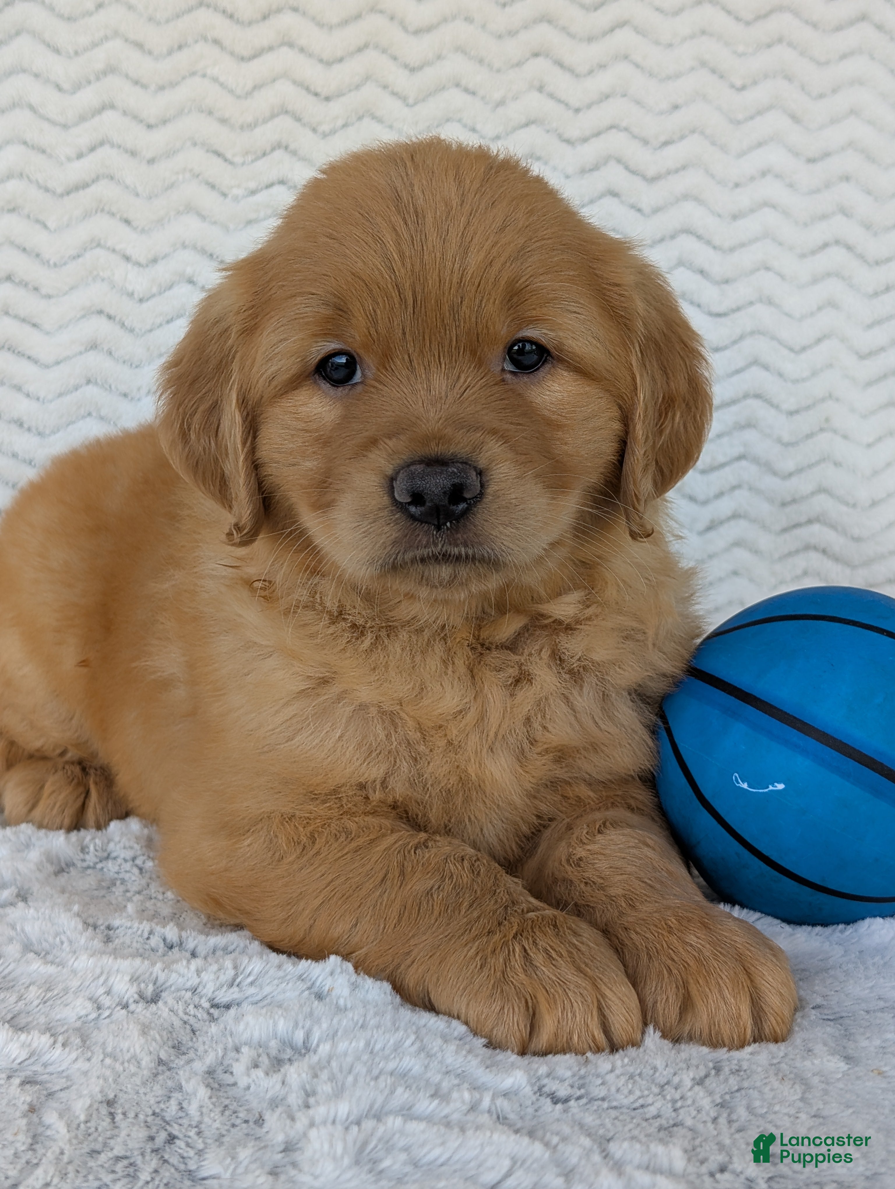 Golden Retriever dogs Parker - Ad 2