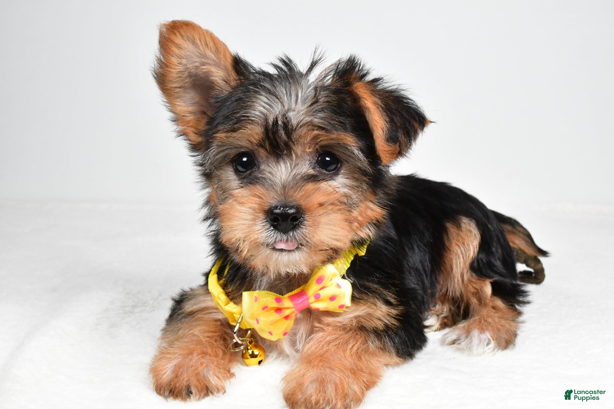 Yorkshire Terrier dogs Myles - Ad 1