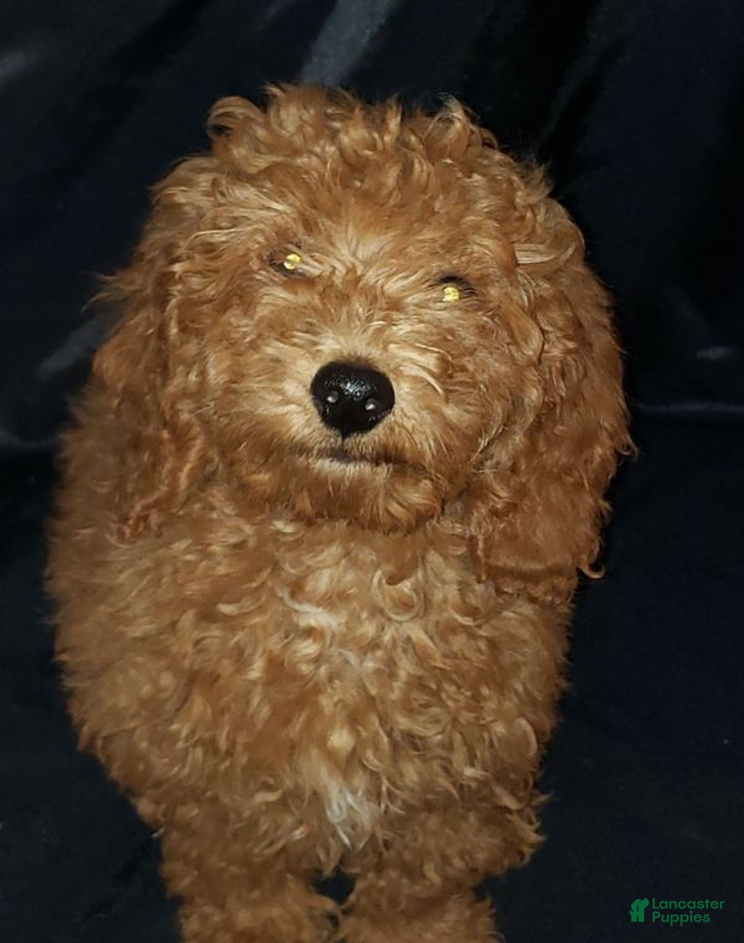 Toy Poodle dogs for sale: Toy Poodle Puppy 1 - Ad 1