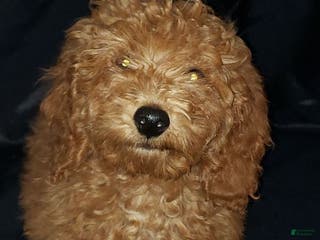 Toy Poodle dogs Toy Poodle Puppy 1 - Ad 14