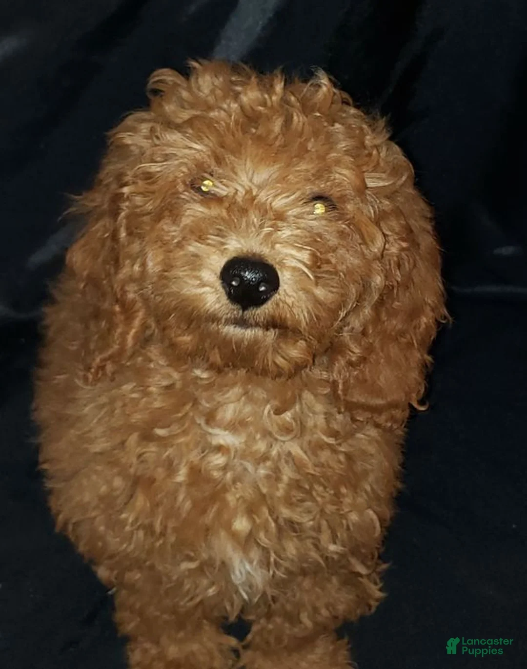 Toy Poodle dogs for sale: Toy Poodle Puppy 1 - Ad 1