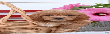 Samson