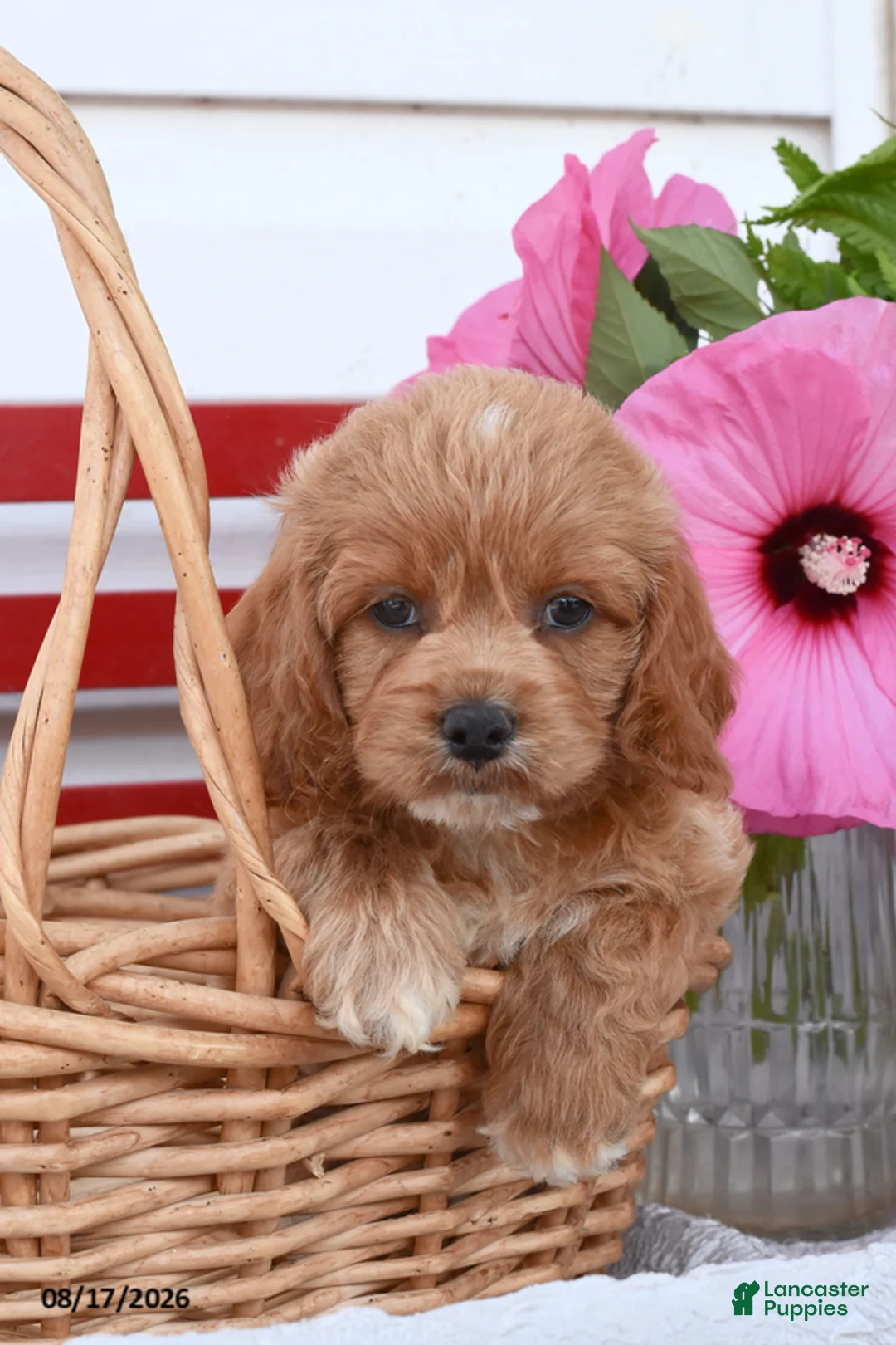 Cockapoo dogs for sale: Samson - Ad 1